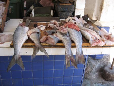 voila comment on vent les poissons à essaouira